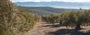 Olive oil news