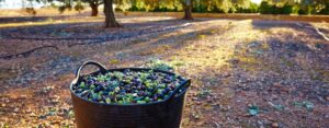 Olive oil news